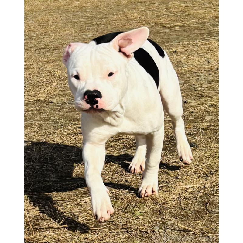 販売中の神奈川県のアメリカンピットブルテリア-392579