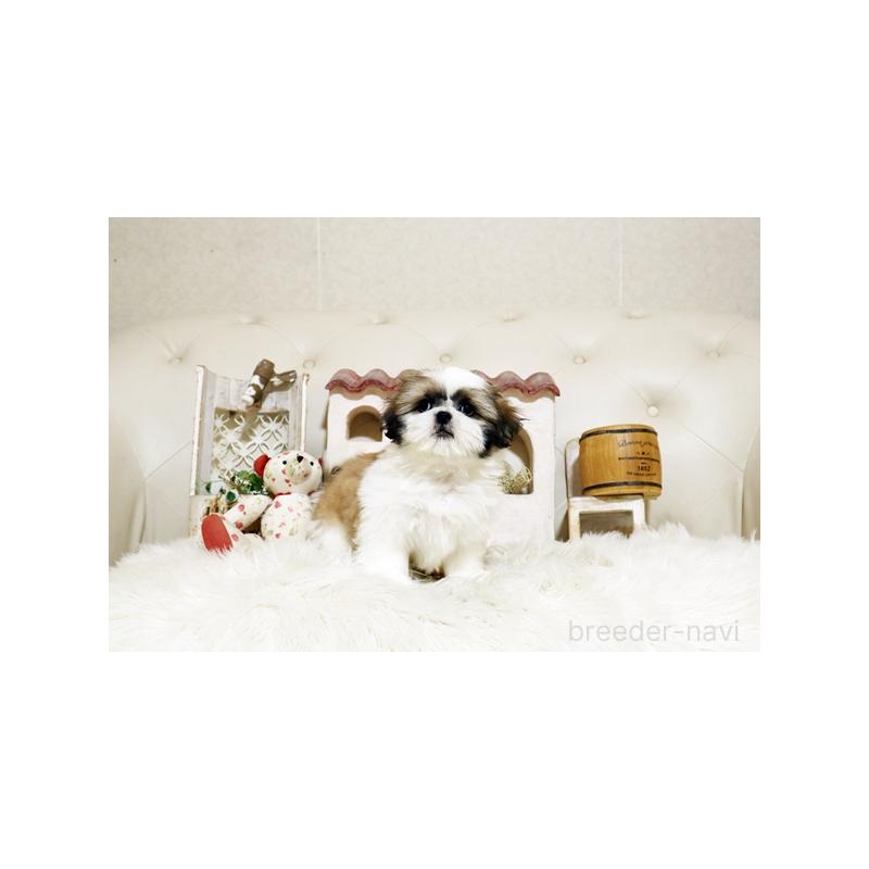 販売中の佐賀県のミックス犬-427756の5枚目