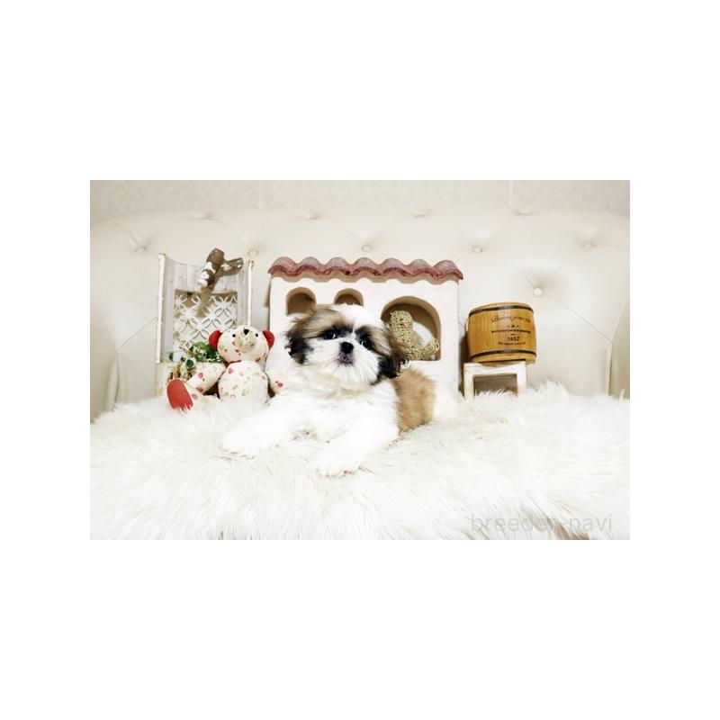 販売中の佐賀県のミックス犬-427756の3枚目