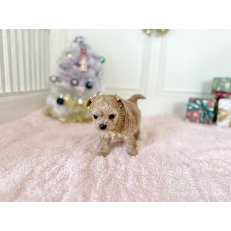 販売中の京都府のチワプー:チワワ×トイプードル-432962の6枚目