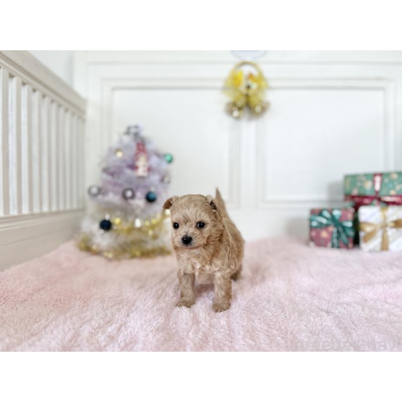 販売中の京都府のチワプー:チワワ×トイプードル-432962の5枚目