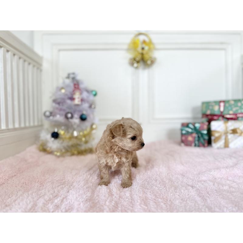 販売中の京都府のチワプー:チワワ×トイプードル-432962の4枚目