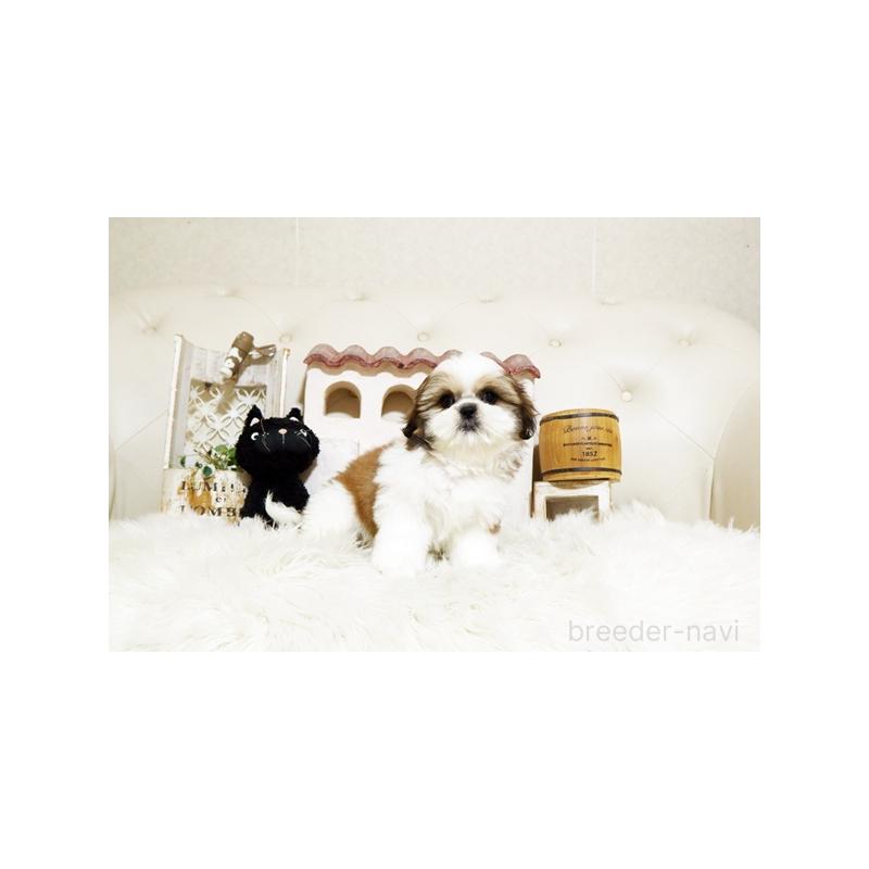 販売中の佐賀県のミックス犬-427759の3枚目