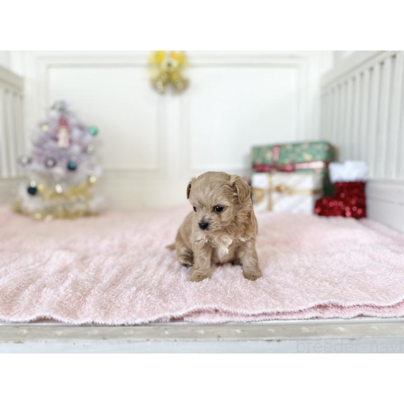 販売中の京都府のチワプー:チワワ×トイプードル-432962の3枚目