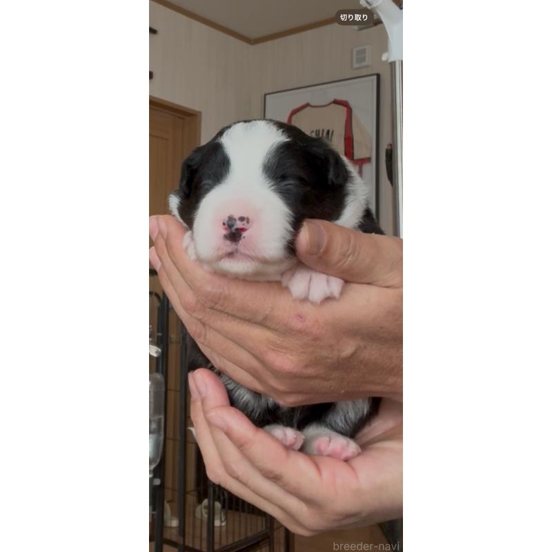 販売中の佐賀県のボーダーコリー-432964の8枚目