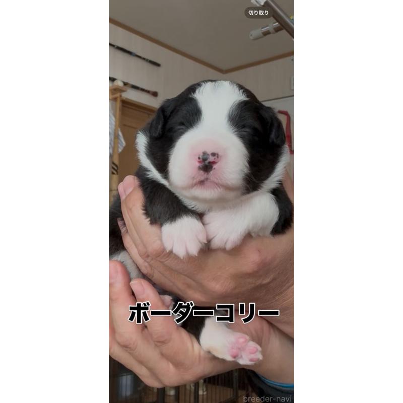 販売中の佐賀県のボーダーコリー-432964の7枚目