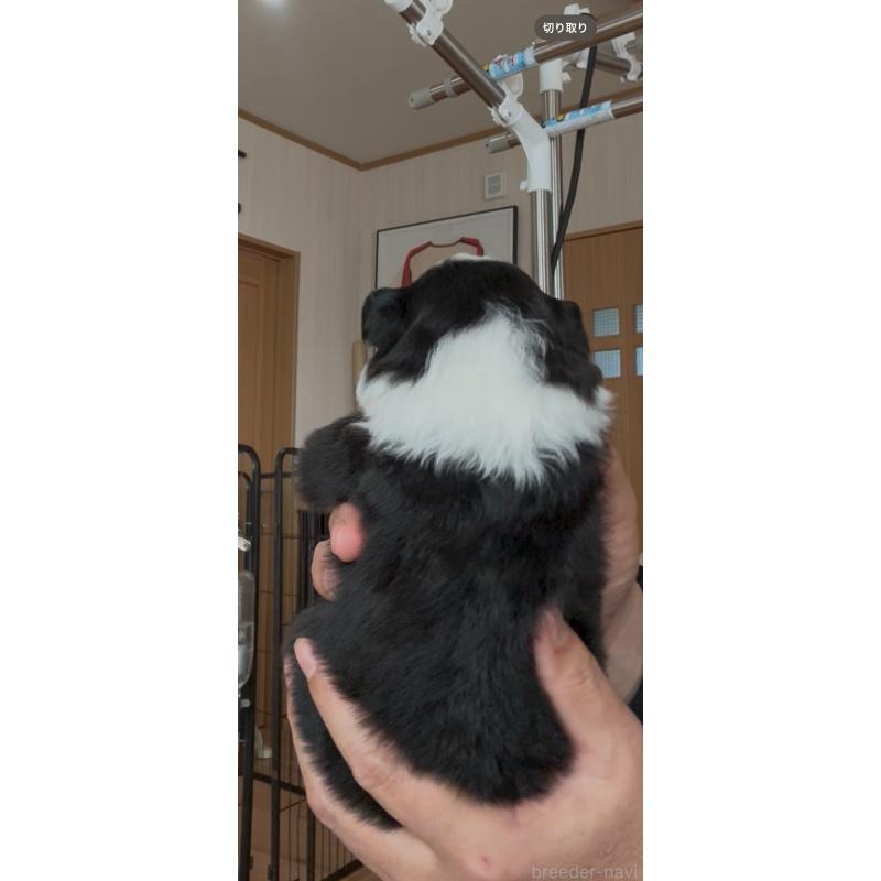 販売中の佐賀県のボーダーコリー-432964の4枚目