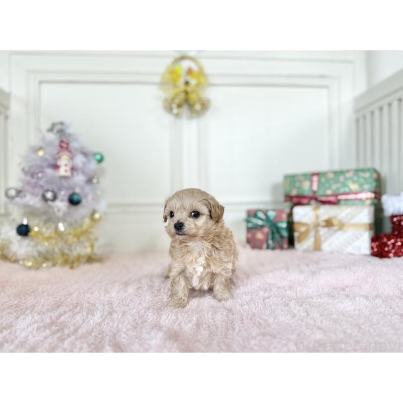 販売中の京都府のチワプー:チワワ×トイプードル-432963の5枚目