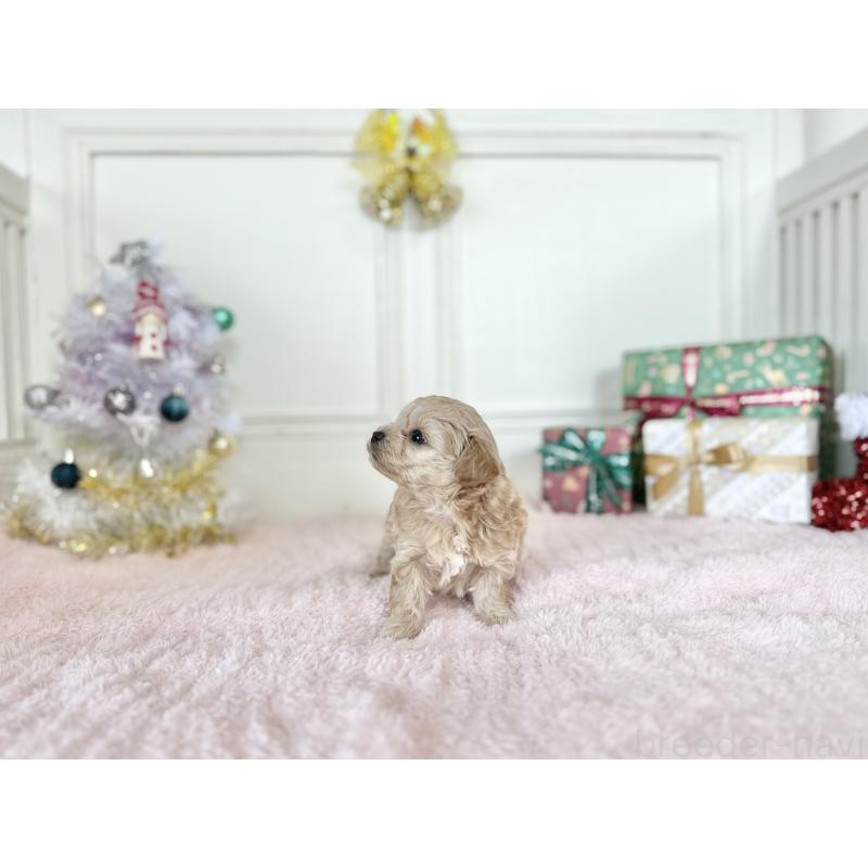 販売中の京都府のチワプー:チワワ×トイプードル-432963の4枚目