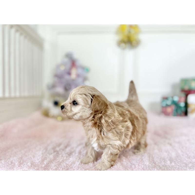 販売中の京都府のチワプー:チワワ×トイプードル-432963の3枚目