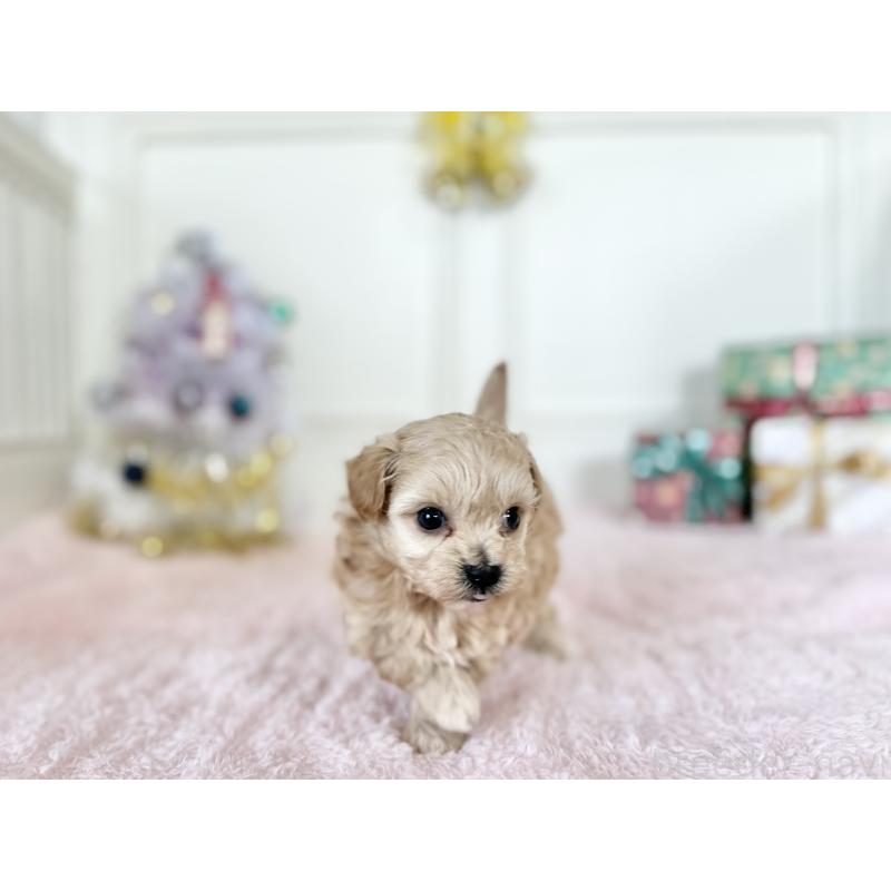 販売中の京都府のチワプー:チワワ×トイプードル-432963の2枚目