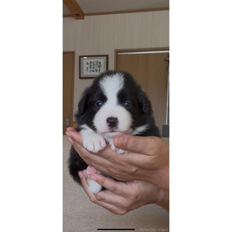 販売中の佐賀県のボーダーコリー-432966の5枚目
