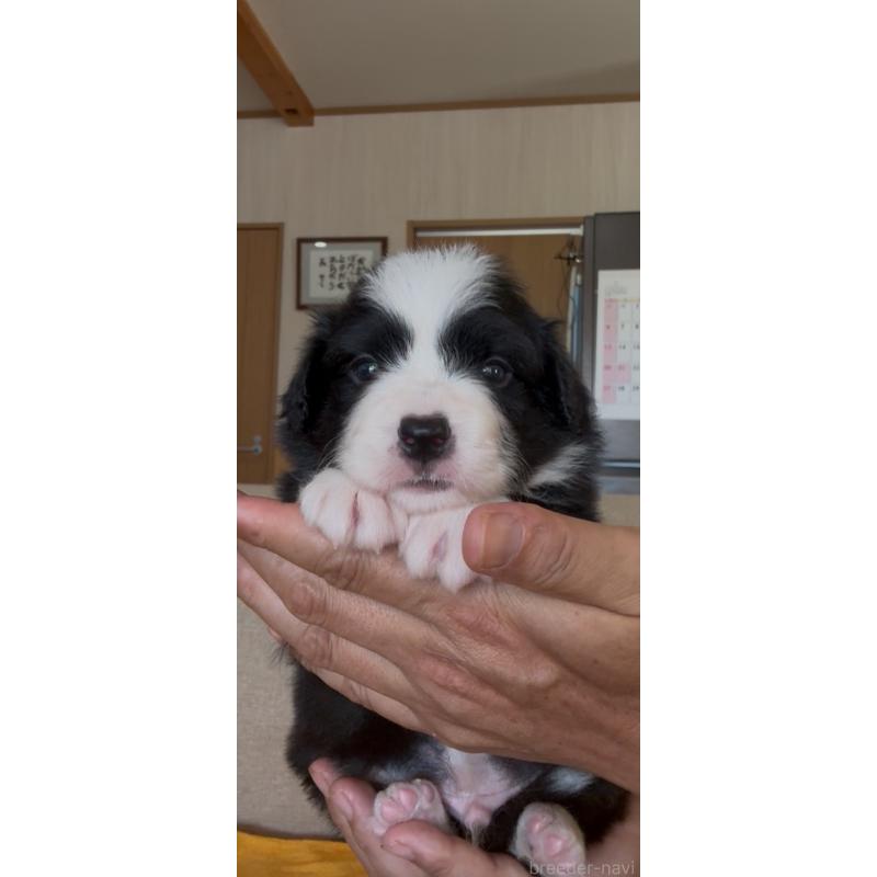 販売中の佐賀県のボーダーコリー-432966の4枚目