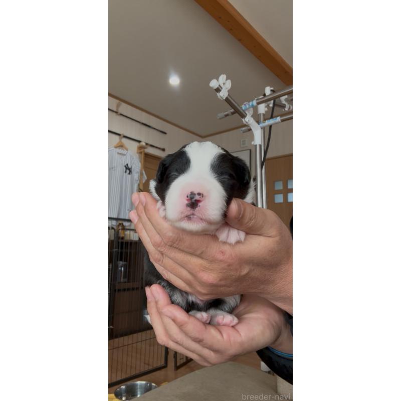 販売中の佐賀県のボーダーコリー-432966の3枚目