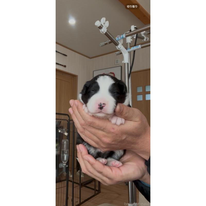 販売中の佐賀県のボーダーコリー-432966の2枚目