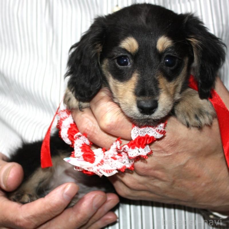 販売中の福岡県のミニチュアダックスフンド(ロングヘアード)-432965の1枚目