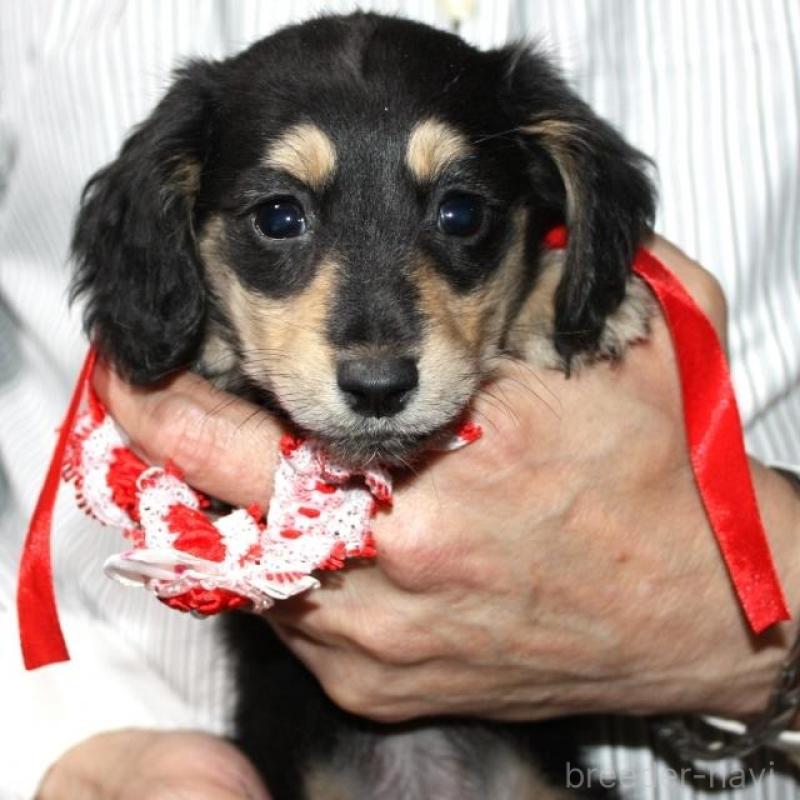 販売中の福岡県のミニチュアダックスフンド(ロングヘアード)-432965の2枚目