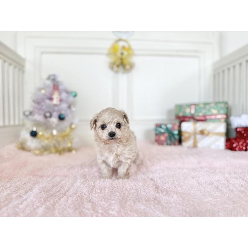 販売中の京都府のチワプー:チワワ×トイプードル-432967の7枚目