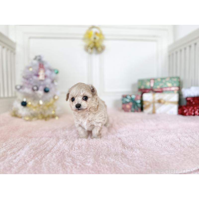 販売中の京都府のチワプー:チワワ×トイプードル-432967の6枚目