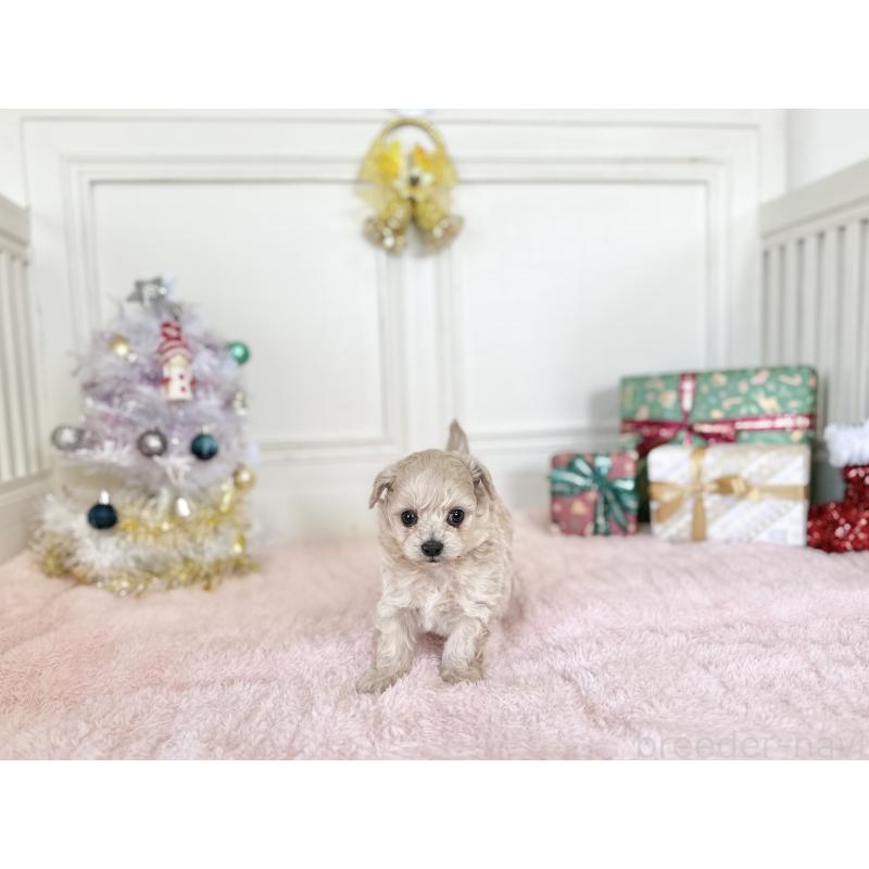 販売中の京都府のチワプー:チワワ×トイプードル-432967の5枚目