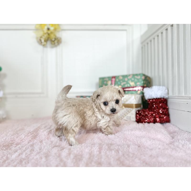 販売中の京都府のチワプー:チワワ×トイプードル-432967の4枚目