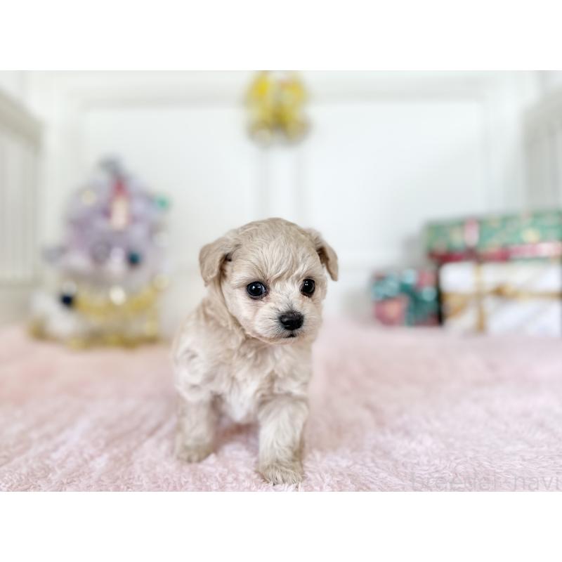 販売中の京都府のチワプー:チワワ×トイプードル-432967の3枚目