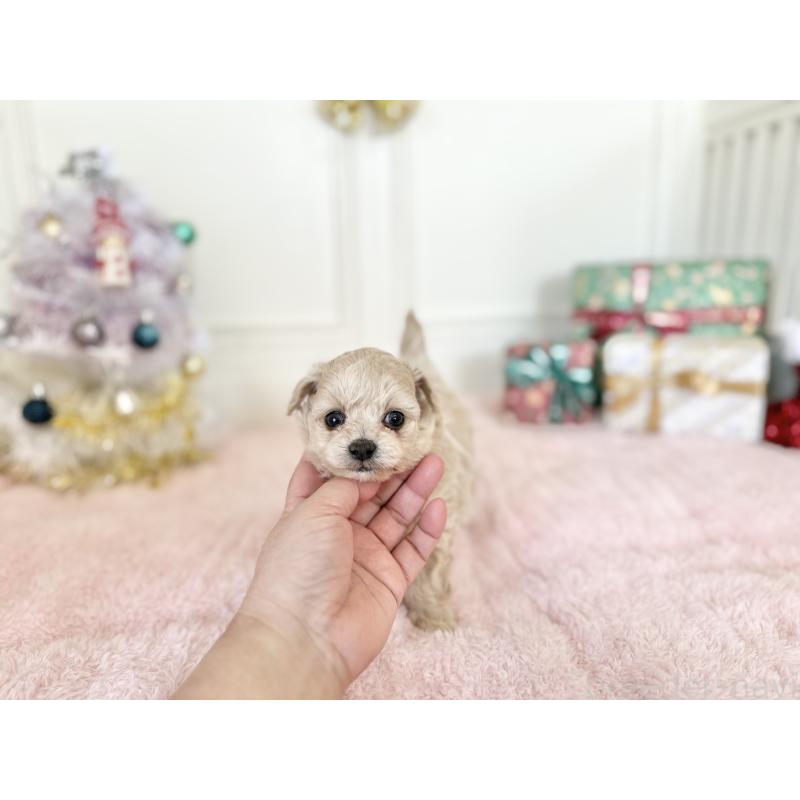 販売中の京都府のチワプー:チワワ×トイプードル-432967の2枚目
