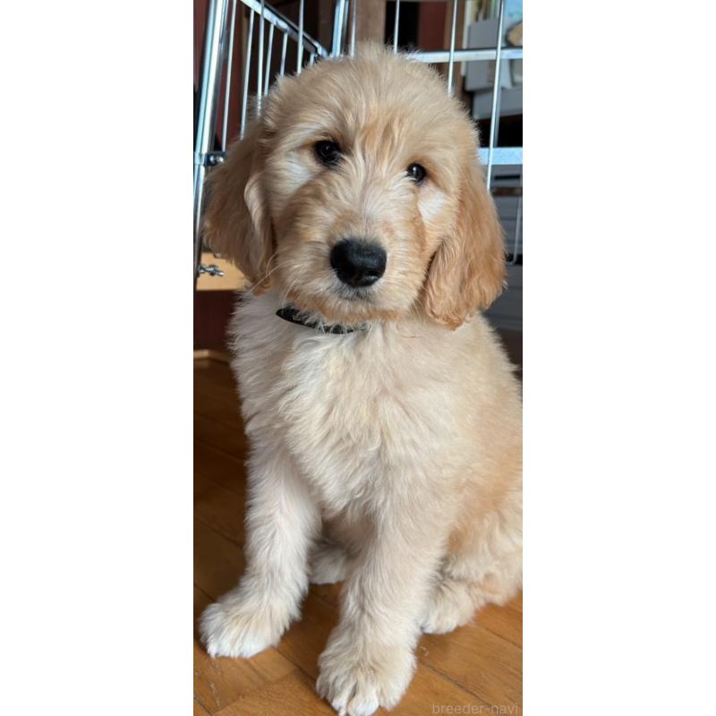 販売中の佐賀県のゴールデンドゥードル:ゴールデンレトリーバー×プードル-432968の5枚目