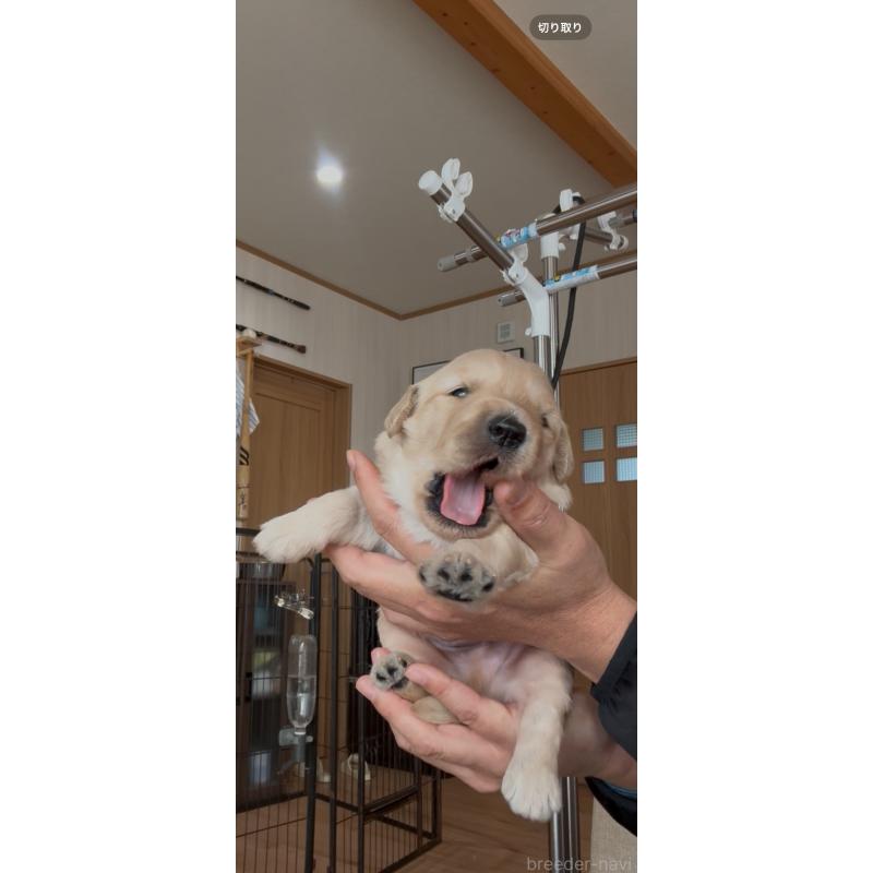 販売中の佐賀県のゴールデンドゥードル:ゴールデンレトリーバー×プードル-432968の4枚目