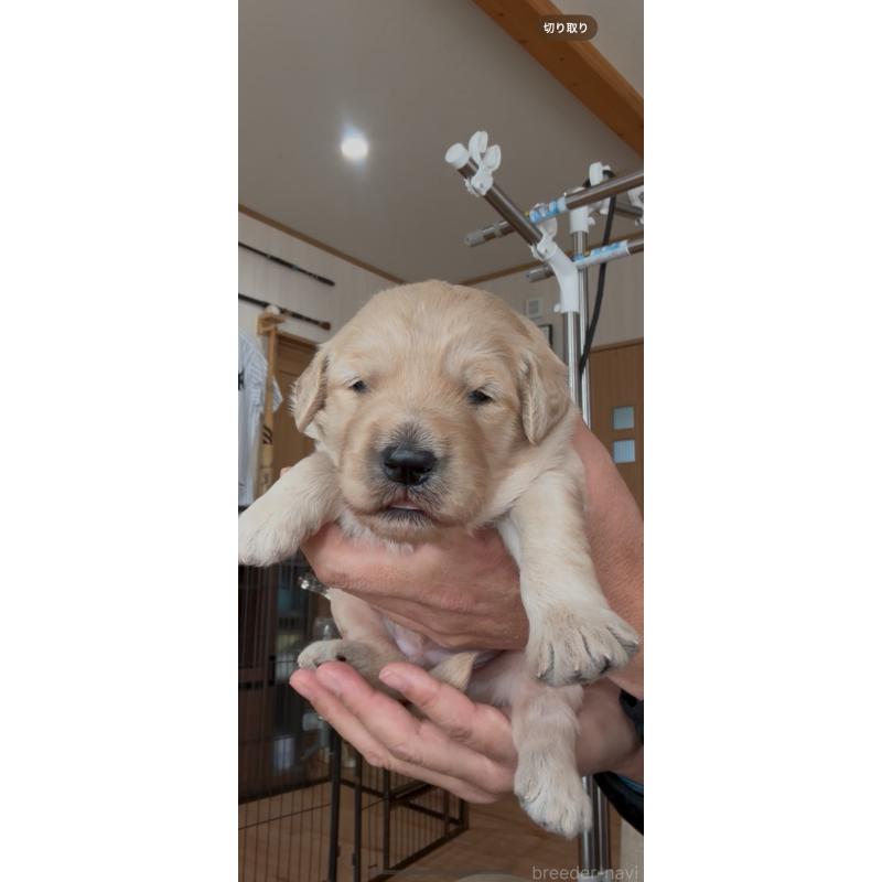 販売中の佐賀県のゴールデンドゥードル:ゴールデンレトリーバー×プードル-432968の3枚目