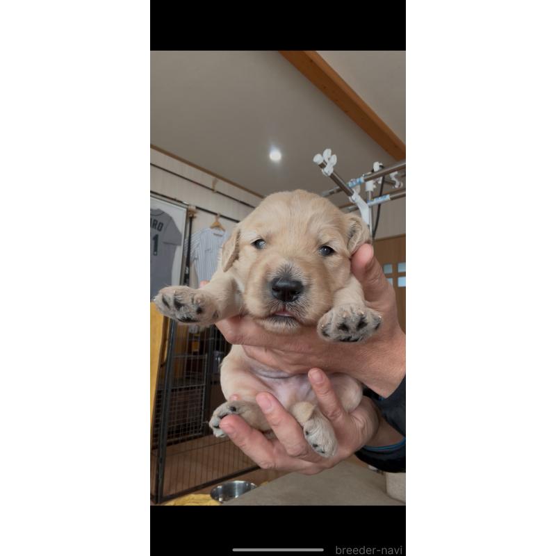 販売中の佐賀県のゴールデンドゥードル:ゴールデンレトリーバー×プードル-432968の2枚目