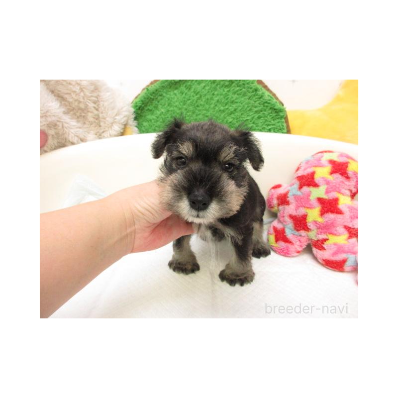 販売中の大阪府のミニチュアシュナウザー-432969の1枚目