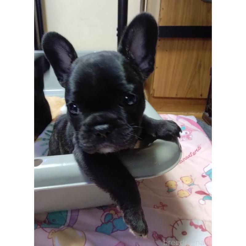 成約済の群馬県のフレンチブルドッグ-427638の2枚目