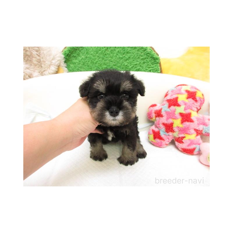 販売中の大阪府のミニチュアシュナウザー-432970の2枚目