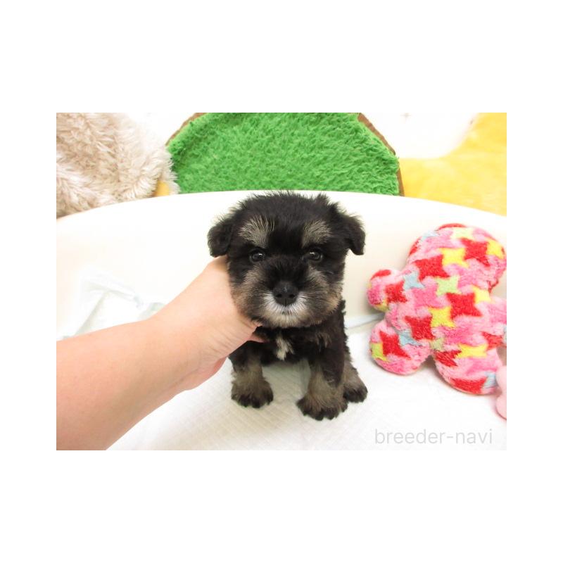 販売中の大阪府のミニチュアシュナウザー-432970