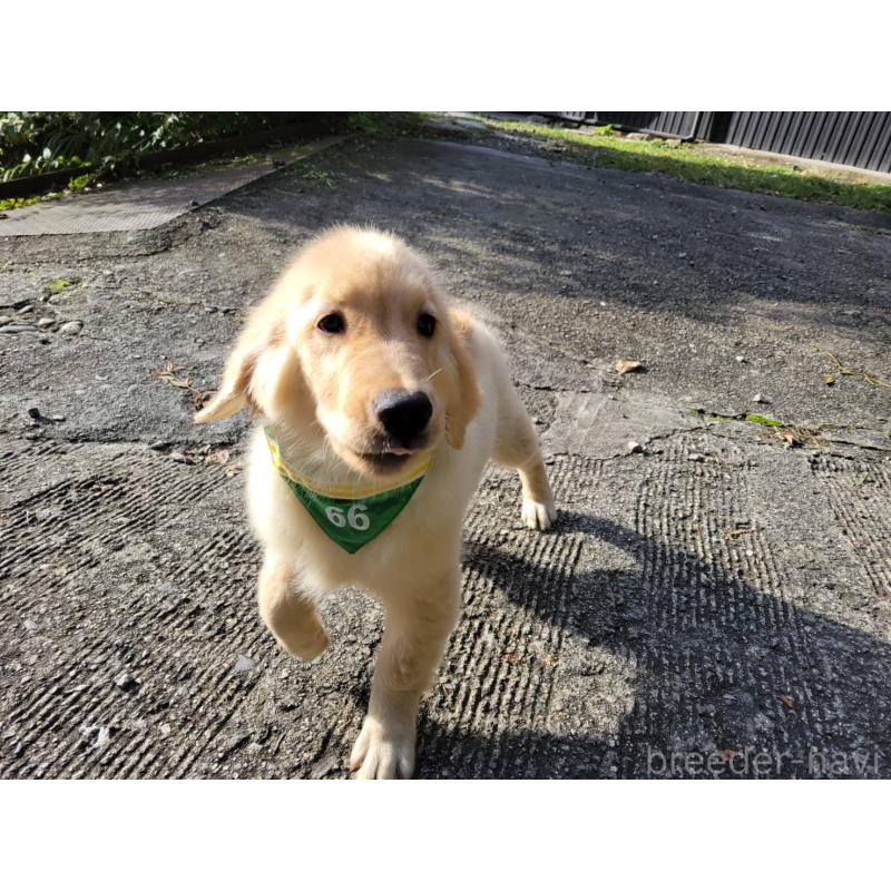 販売中の三重県のゴールデンレトリーバー-415548の2枚目