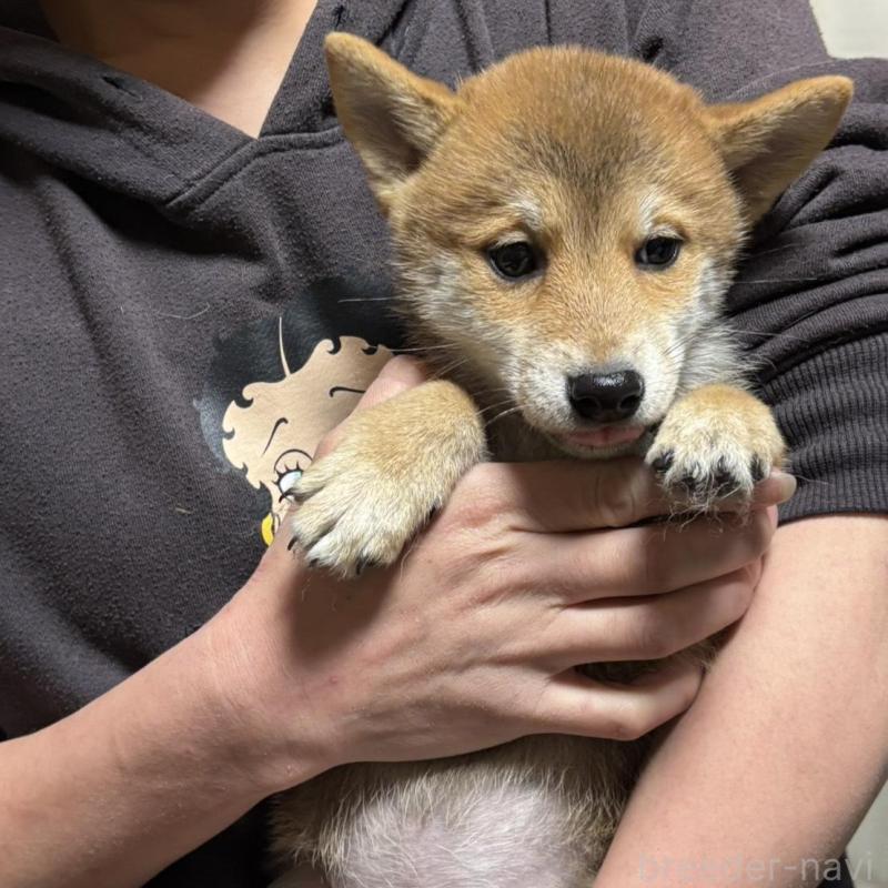 販売中の香川県の豆柴-432971の5枚目