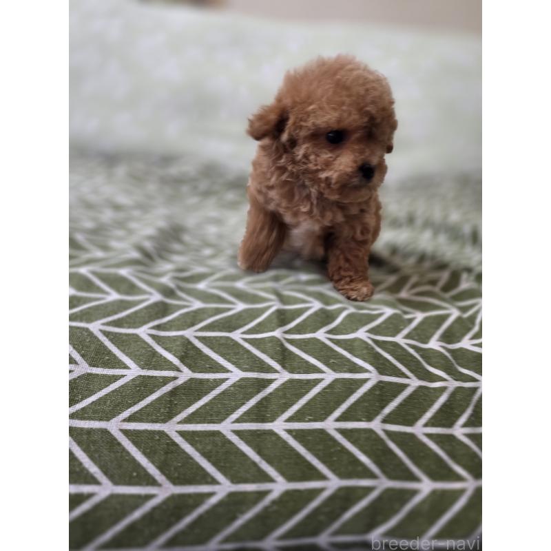 販売中の埼玉県のティーカッププードル-432974の10枚目