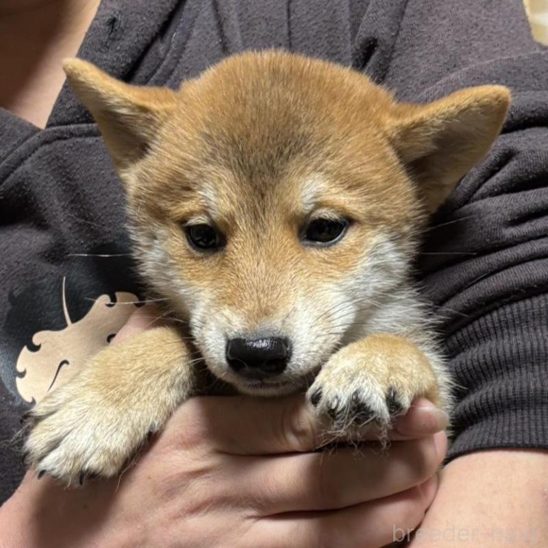販売中の香川県の豆柴-432971の1枚目