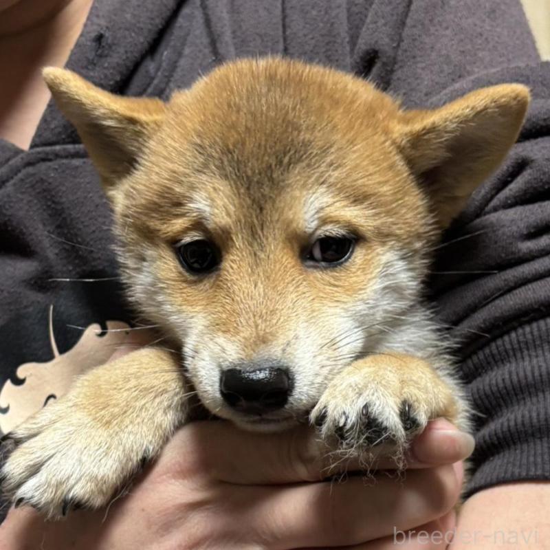 販売中の香川県の豆柴-432971の4枚目