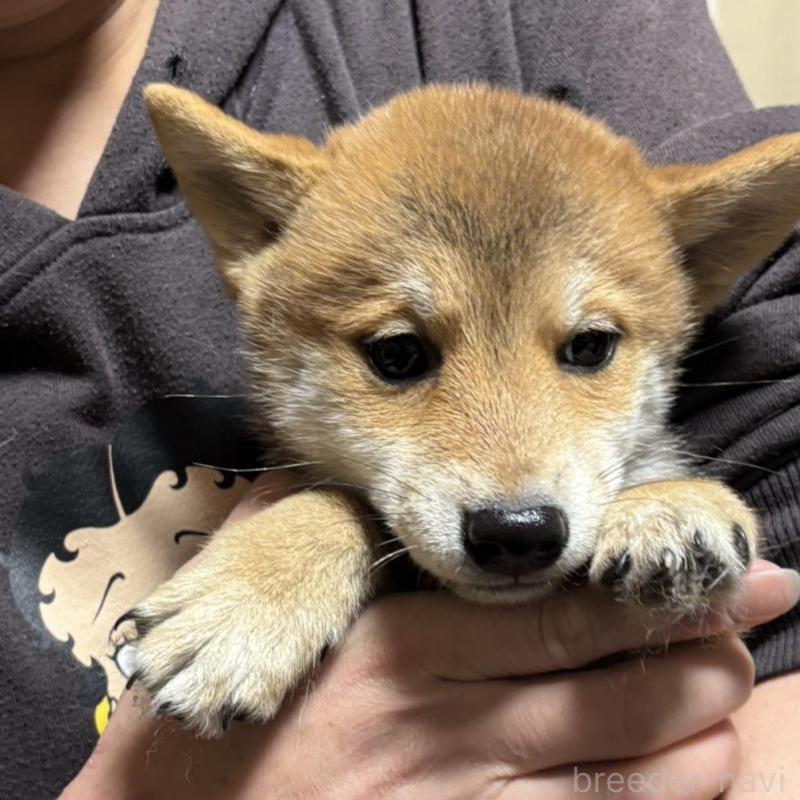 販売中の香川県の豆柴-432971の3枚目