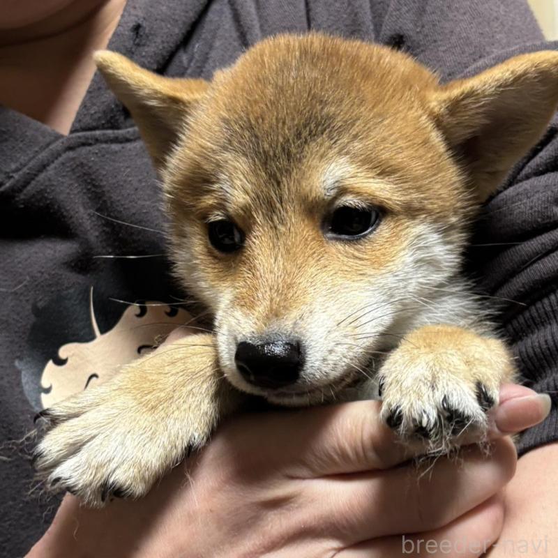 販売中の香川県の豆柴-432971の2枚目