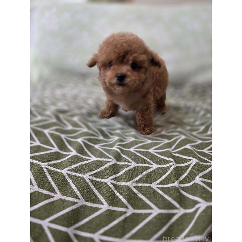 販売中の埼玉県のティーカッププードル-432974の9枚目