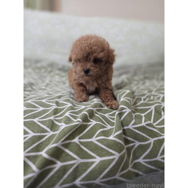 販売中の埼玉県のティーカッププードル-432974の8枚目