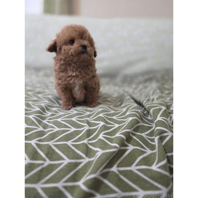 販売中の埼玉県のティーカッププードル-432974の7枚目