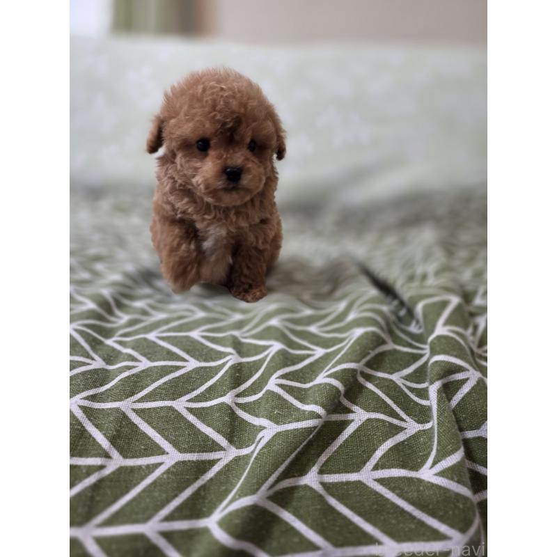 販売中の埼玉県のティーカッププードル-432974の6枚目