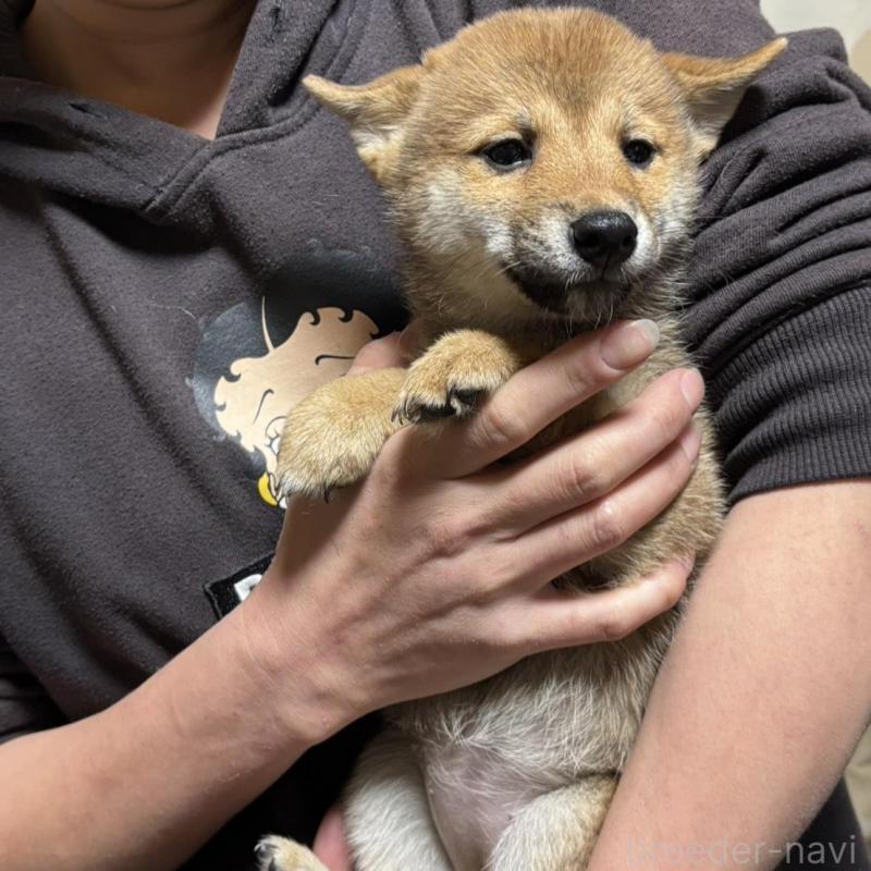 販売中の香川県の豆柴-432972の5枚目