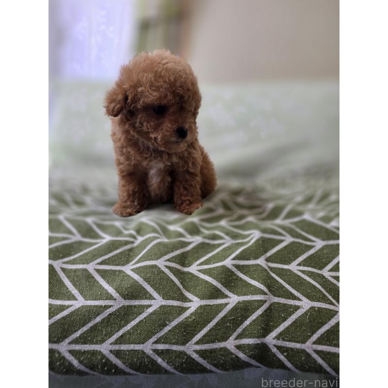 販売中の埼玉県のティーカッププードル-432974の5枚目