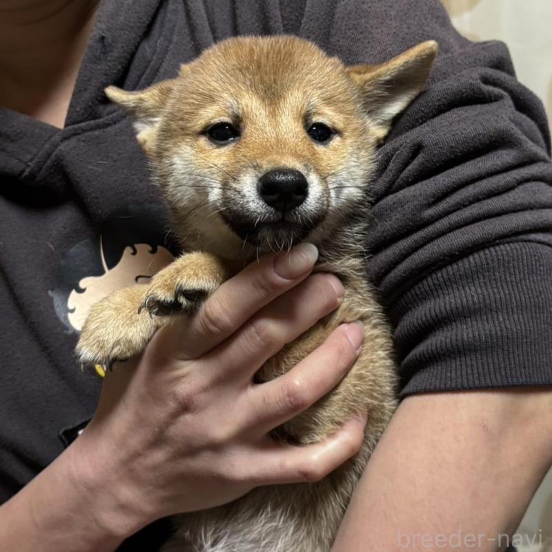 販売中の香川県の豆柴-432972の4枚目