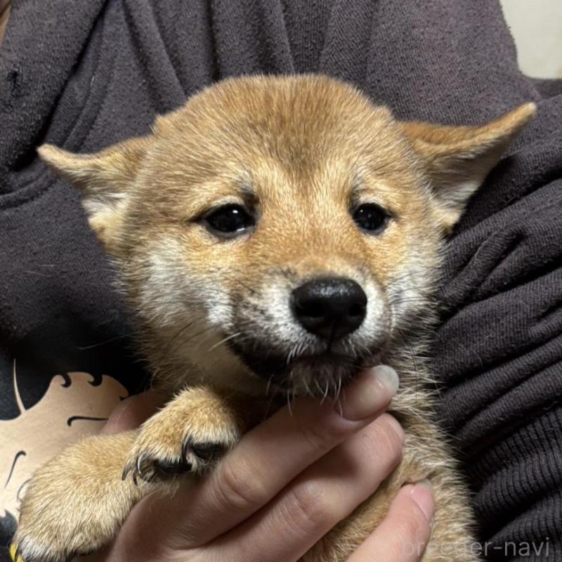 販売中の香川県の豆柴-432972